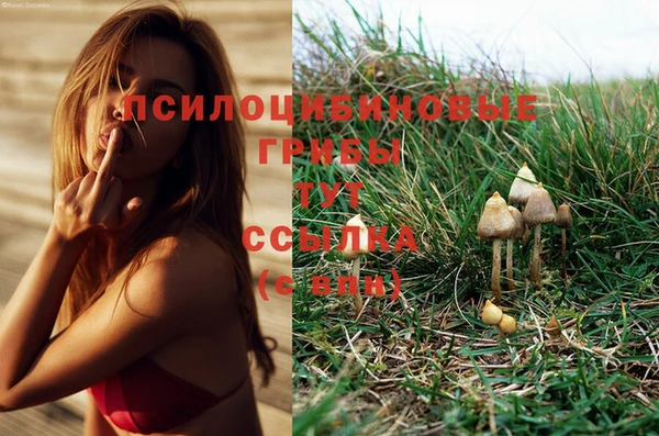 ГАЛЛЮЦИНОГЕННЫЕ ГРИБЫ Балахна